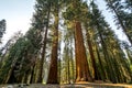 Sequoia National Park, California, USA Royalty Free Stock Photo