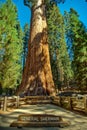 Sequoia National Park in California, USA