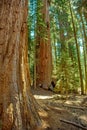 Sequoia National Park in California, USA