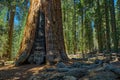 Sequoia National Park in California, USA