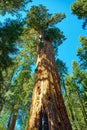 Sequoia National Park in California, USA