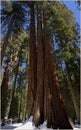 Sequoia National Park California, USA