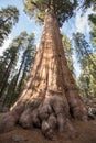 Sequoia National Park Royalty Free Stock Photo