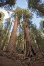 Sequoia National Park Royalty Free Stock Photo