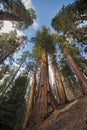 Sequoia National Park Royalty Free Stock Photo