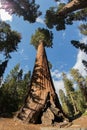 Sequoia National Park Giant Sequoias Royalty Free Stock Photo