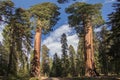 Sequoia National Park Giant Sequoias Royalty Free Stock Photo