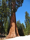 Sequoia National Park, Giant Sequoia in the Sierra Nevada, California Royalty Free Stock Photo