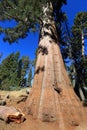 Sequoia tree in Sequoia National Park