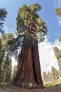 Sequoia National Park Sequoia giant trees Royalty Free Stock Photo