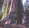 A Park Visitor Stands Next to a Giant Sequoia Tree