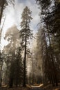 Sequoia National Park Red Wood Foggy Forest Royalty Free Stock Photo