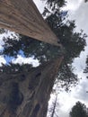 Sequoia National Park redwood trees in the forest. Royalty Free Stock Photo