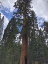 Sequoia National Park redwood tree grove Royalty Free Stock Photo