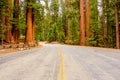 Sequoia National Park Road. California, United States. Royalty Free Stock Photo