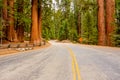 Sequoia National Park Road. California, United States. Royalty Free Stock Photo