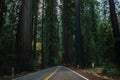 Sequoia National Park Road through the redwoods. California, United States Royalty Free Stock Photo