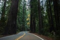 Sequoia National Park Road through the redwoods. California, United States Royalty Free Stock Photo