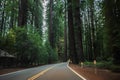 Sequoia National Park Road through the redwoods. California, United States Royalty Free Stock Photo