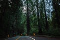 Sequoia National Park Road through the redwoods. California, United States. Royalty Free Stock Photo