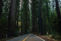 Sequoia National Park Road through the redwoods. California, United States. Royalty Free Stock Photo