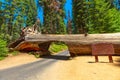 Sequoia National Park Tunnel log Royalty Free Stock Photo