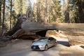 Sequoia National Park Tunnel Log Royalty Free Stock Photo