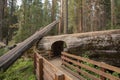 Sequoia National Park Tunnel Log Royalty Free Stock Photo