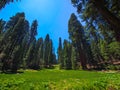 Sequoia National Park, USA Royalty Free Stock Photo