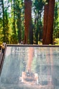 Information sign in the Sequoia National Forest with one of the largest trees Royalty Free Stock Photo