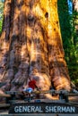 Young man standing by the huge sequoia tree in the Sequoia National Park.