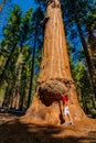 Young man standing by the huge sequoia tree in the Sequoia National Park.