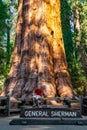 Young man standing by the huge sequoia tree in the Sequoia National Park.