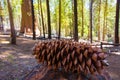 Sequoia pine cone macro in Yosemite Mariposa Grove Royalty Free Stock Photo