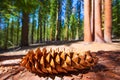 Sequoia pine cone macro in Yosemite Mariposa Grove Royalty Free Stock Photo