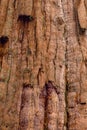 Sequoia redwood Tree Bark Texture Background Royalty Free Stock Photo