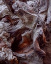 Sequoia root. Wood texture. Mahogany Root Texture. High resolution Royalty Free Stock Photo