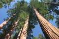 Sequoia sempervirens