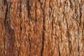 Sequoia sempervirens bark closeup