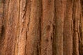 Sequoia tree Royalty Free Stock Photo