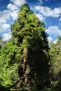 Sequoia tree Royalty Free Stock Photo