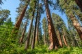 Sequoia tree in Calaveras Big Trees State Park Royalty Free Stock Photo