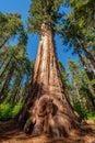 Sequoia tree in Calaveras Big Trees State Park Royalty Free Stock Photo