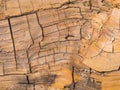 Sequoia tree in detail