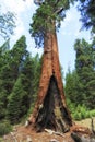 Sequoia tree at Giant Forest museum trailhead, USA Royalty Free Stock Photo