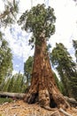 Sequoia tree at Giant Forest museum trailhead, USA Royalty Free Stock Photo