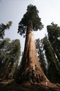 Sequoia Tree (HUGE tree)