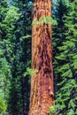 Sequoia tree in the Sequois National Park in California Royalty Free Stock Photo