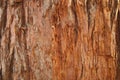 Sequoia tree texture Royalty Free Stock Photo