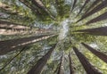 Sequoia trees